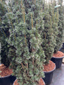 Venijnboom - Taxus baccata 'Black Tower'