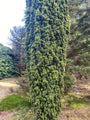 Venijnboom - Taxus baccata 'Standishii'