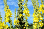 Stalkaars - Verbascum Densiflorum