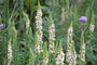 Toorts - Verbascum chaixii 'Album'