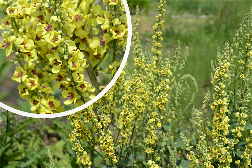 Zwarte Toorts - Verbascum nigrum bloei