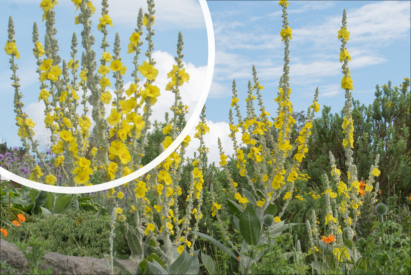 Toorts - Verbascum olympicum