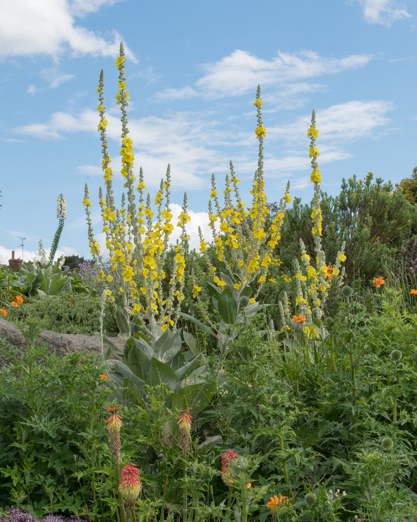 Verbascum olympicum i.c.m. Kniphofia en Echinops