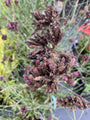 Verbena Bonariensis in de herfst