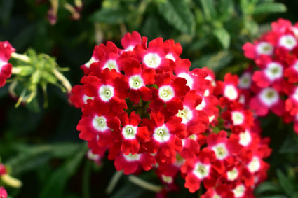 Verbena-Romance-Carmine-with-Eye.jpg