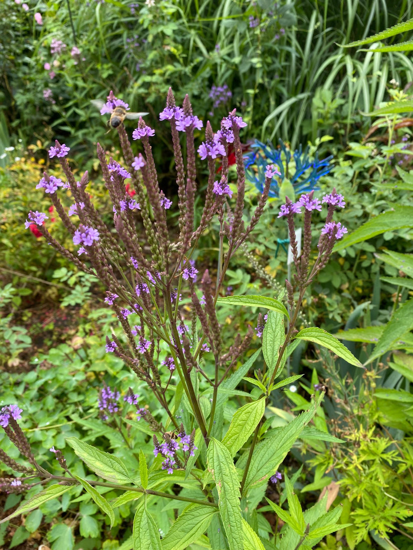 Blauwe Verbena - Verbena Hastata