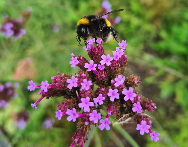 Ijzerhard - Verbena bonariensis