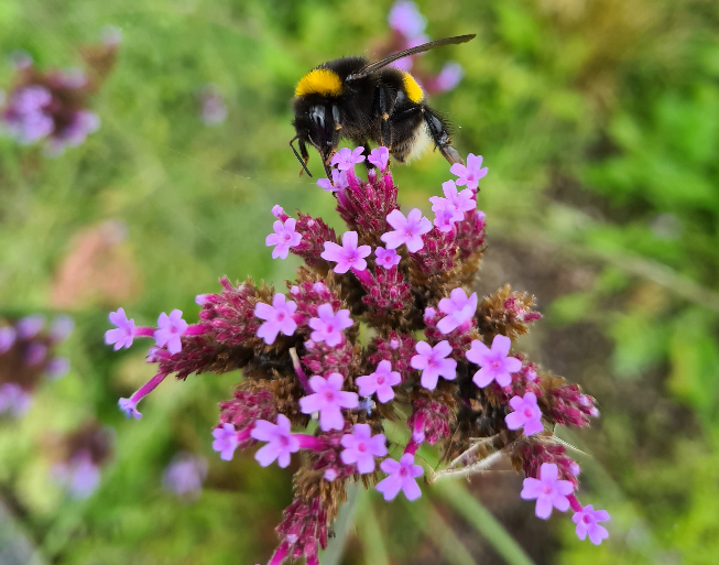 Verbena ijzerhard vlindertuin bijenborder