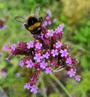 Prachtige tuinplanten verbena ijzerhard