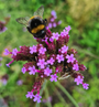 Verbena bijentuin