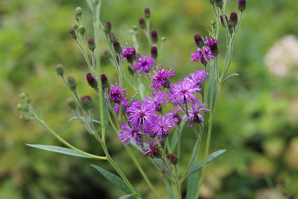 Vernonia Crinita