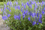 Veronica-austriaca-ereprijs-plant-blauw.jpg