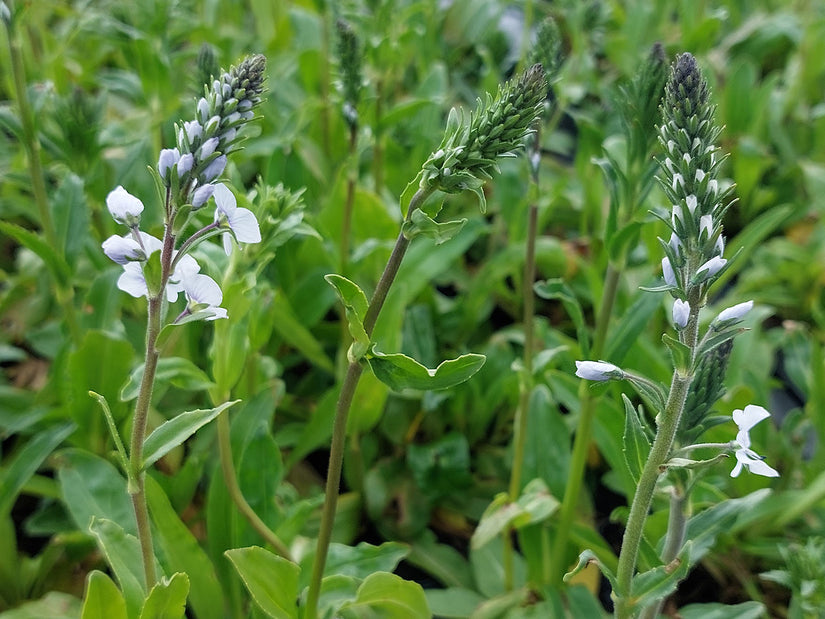 Gentiaan ereprijs - Veronica gentianoides