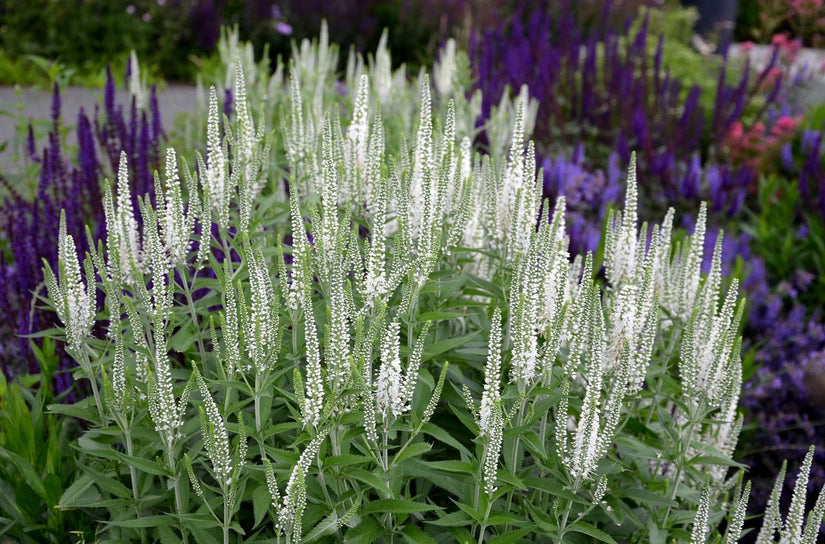 Aar ereprijs - Veronica spicata 