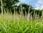 Ereprijs - Veronicastrum virginicum 'Lavendelturm' tuinplant