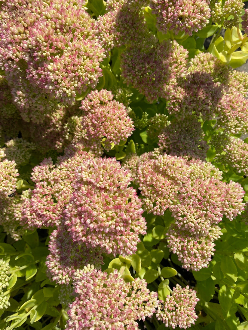 Hemelsleutel - Sedum 'Autumn Joy'