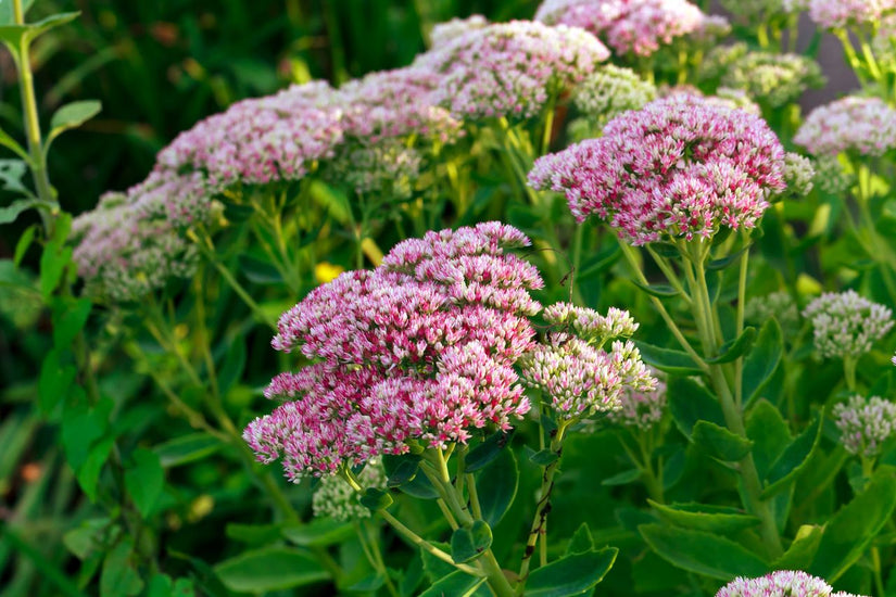 Vetkruid - Sedum 'Herbstfreude' 