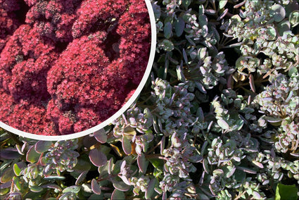 Vetkruid - Sedum cauticola 'Lidakense'