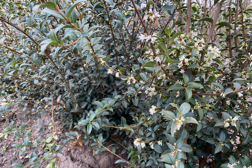 Sneeuwbal - Viburnum x Burkwoodii - Heester