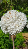 Zuurminnende viburnum tuinplant heester