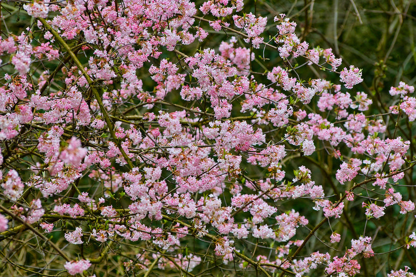 Sneeuwbal - Viburnum x bodnantense 'Dawn'