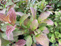 Blad Sneeuwbal - Viburnum x bodnantense 'Dawn'