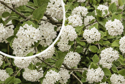 Sneeuwbal - Viburnum carlesii 'Compactum' in bloei