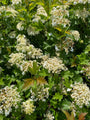 Gelderse roos - Viburnum opulus 'Compactum' in bloei