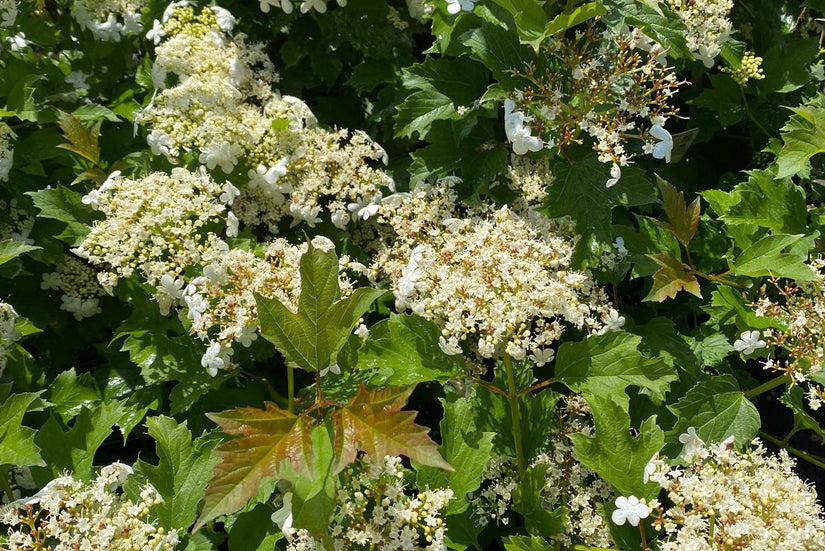 Middelgrote heester Viburnum opulus 'Compactum'