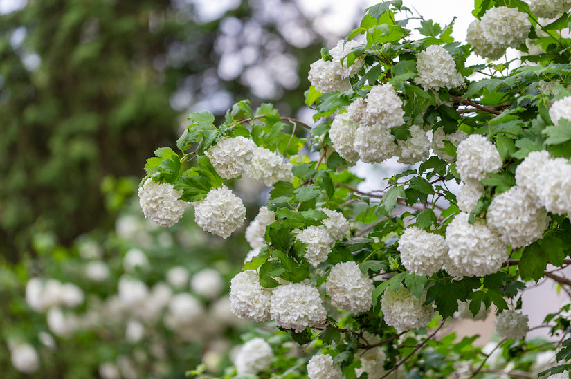  Viburnum-opulus-Roseum.jpg