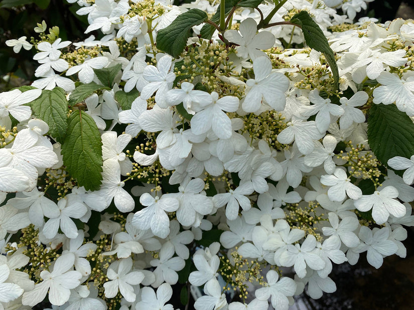 Bloei Japanse sneeuwbal - Viburnum plicatum 'Watanabe'