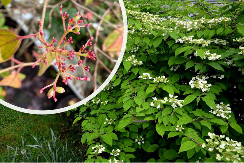 Viburnum plicatum 'Watanabe'