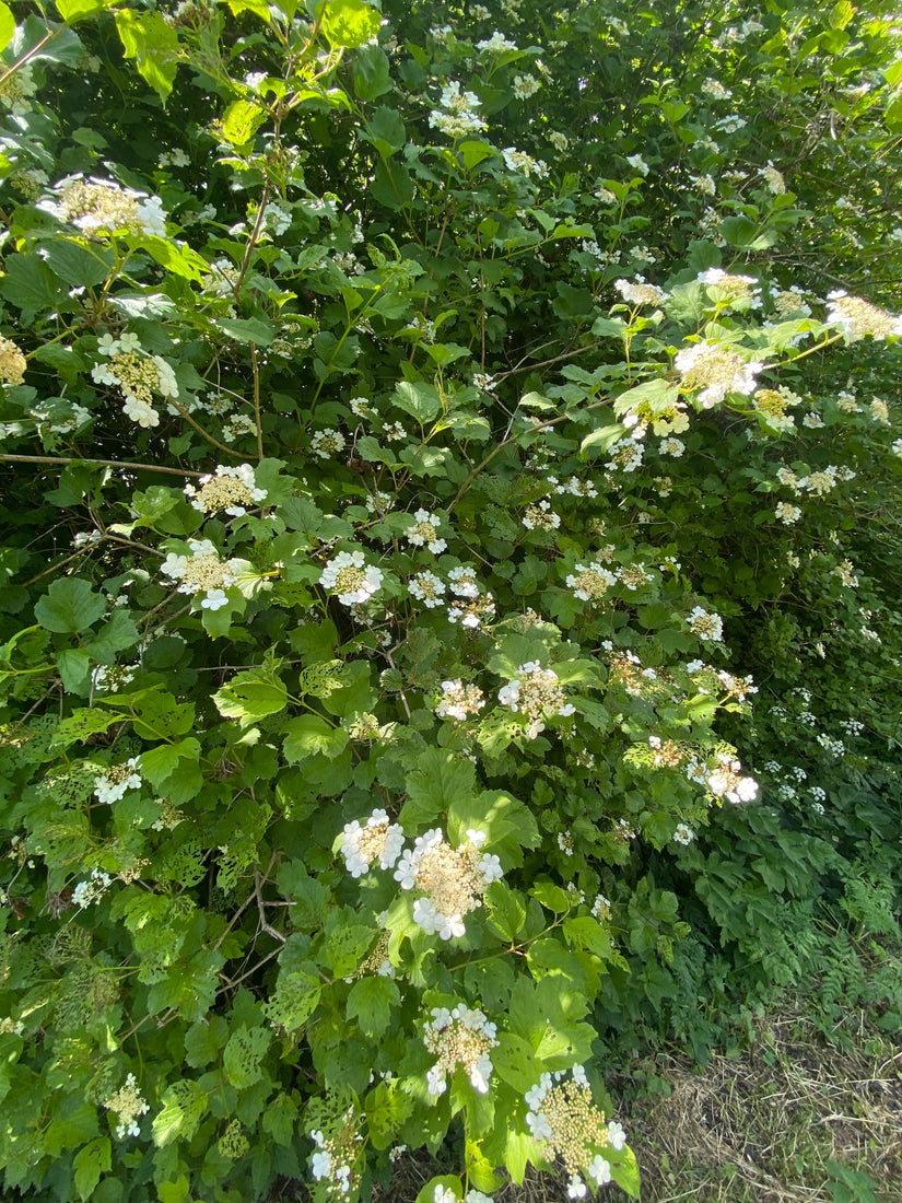 Viburnum-plicatum-struik.jpg