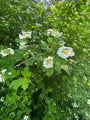 Viburnum-plicatum.jpg