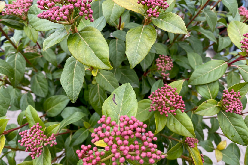 Sneeuwbal op stam - Viburnum tinus' Eve price' detail