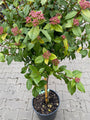 Viburnum tinus' Eve price' in de knop