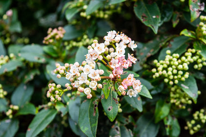 Viburnum tinus 'Gwenllian' in bloei