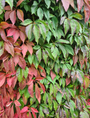 Vijfbladige wingerd - Parthenocissus quinquefolia