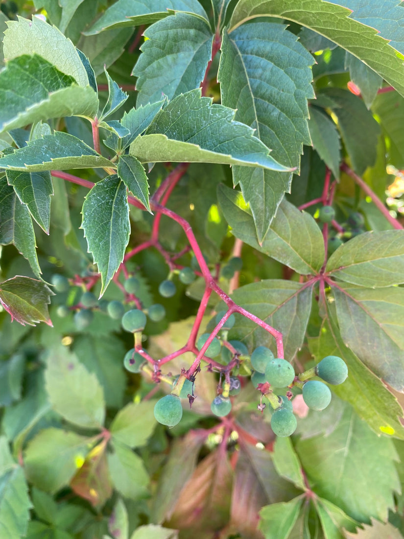 Wilde wingerd - Parthenocissus quinquefolia