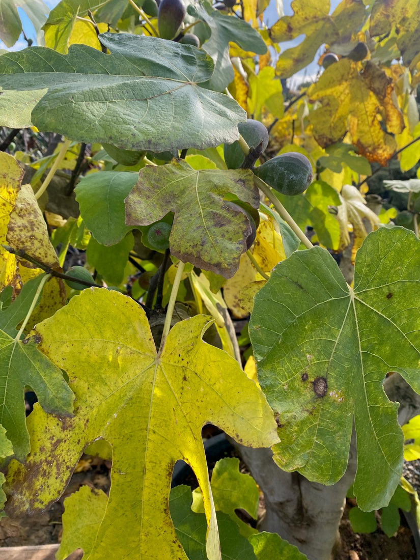 Vijgenboom - Ficus carica (foto oktober)