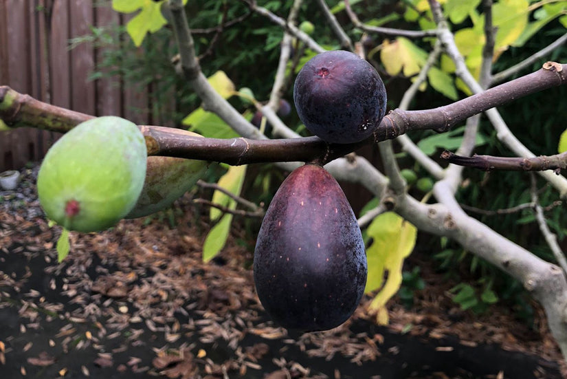 Vijg - Ficus carica 'Brown Turkey' 