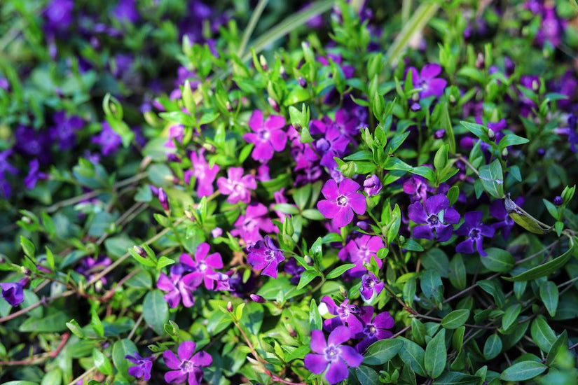 Biologisch Kleine maagdenpalm - Vinca minor 'Atropurpurea' 