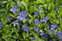 Kleine maagdenpalm - Vinca minor 'La Grave' in bloei