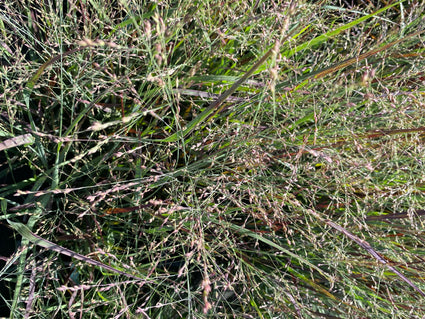 Vingergras - Panicum virgatum