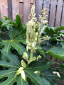 Fatsia japonica in oktober