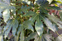 Blad Vingerplant - Fatsia japonica