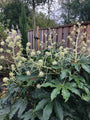 Fatsia japonica in de herfst