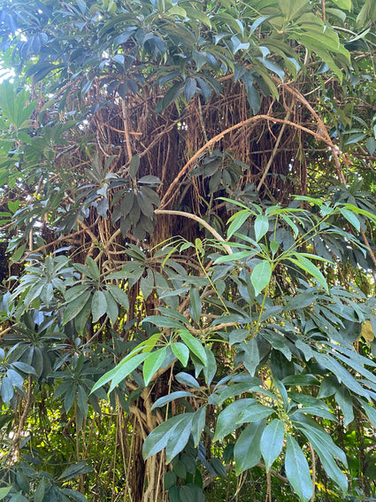 Vingersboom - Schefflera actinophylla