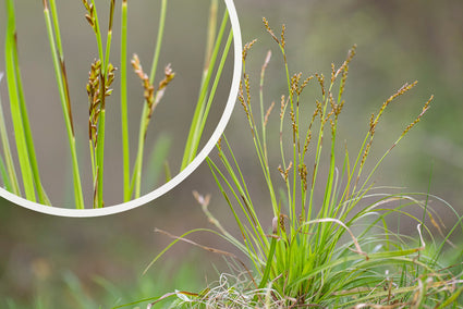 Vingerzegge - Carex digitata