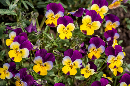 Driekleurige viooltje - Viola tricolor bloemen zijn eetbaar